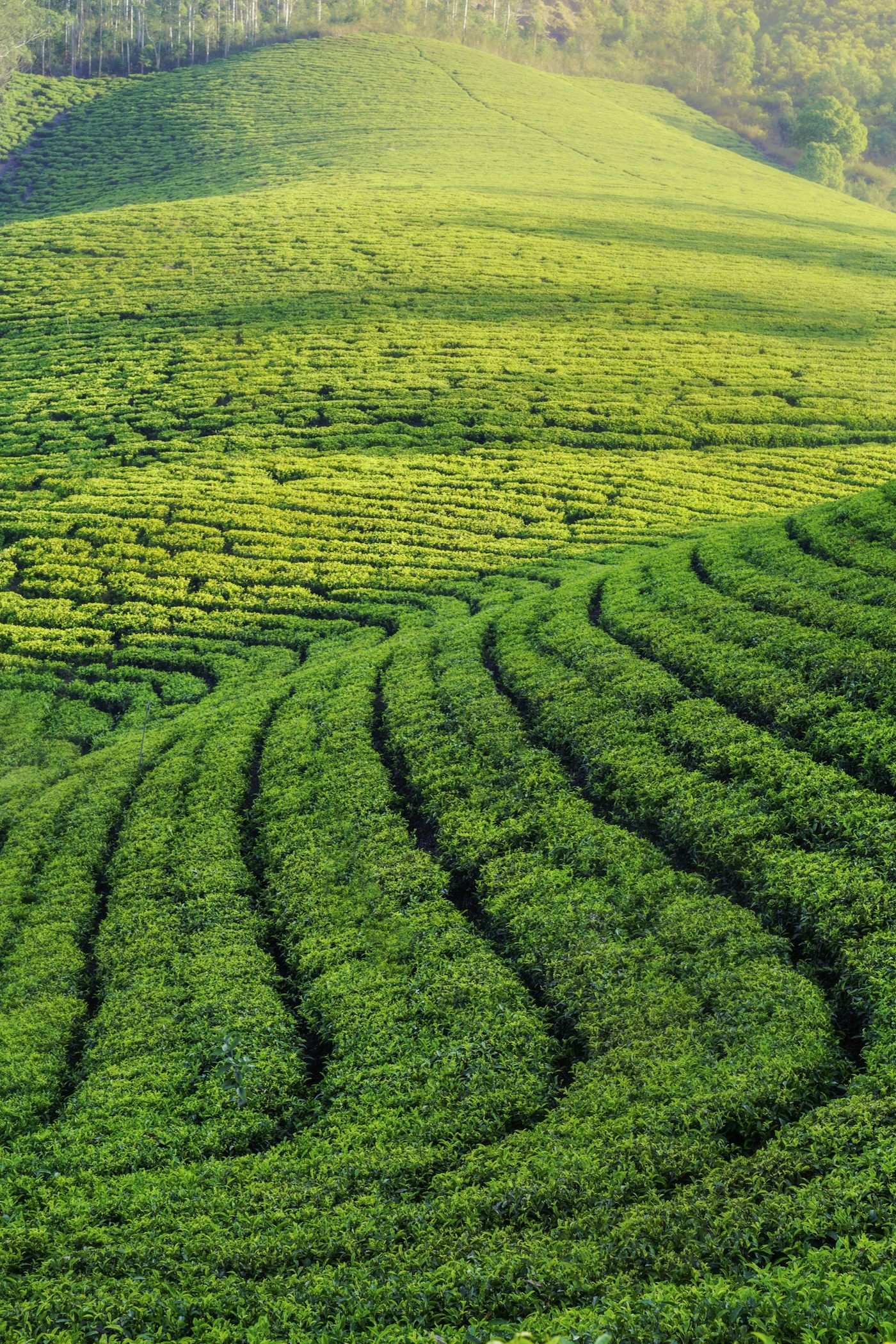 Sunlit rows of a green tea plantation on rolling hills