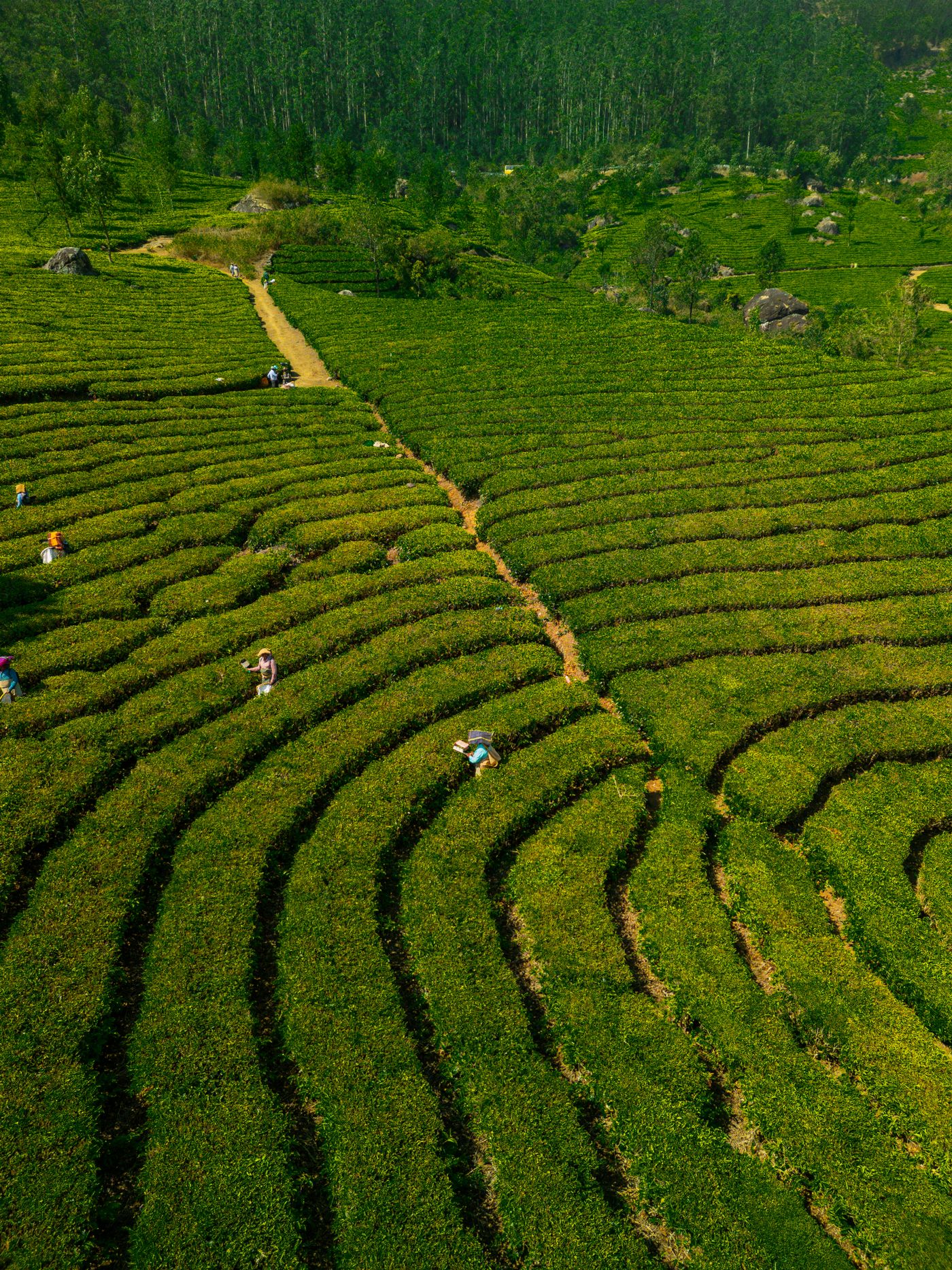 Aerial view of tea pickers working rows of a sunlit plantation